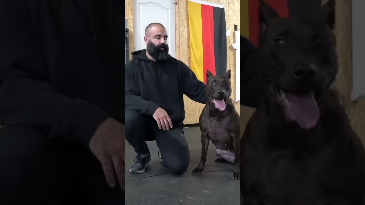 Training Showcase Agility, Protection & Obedience Skills 