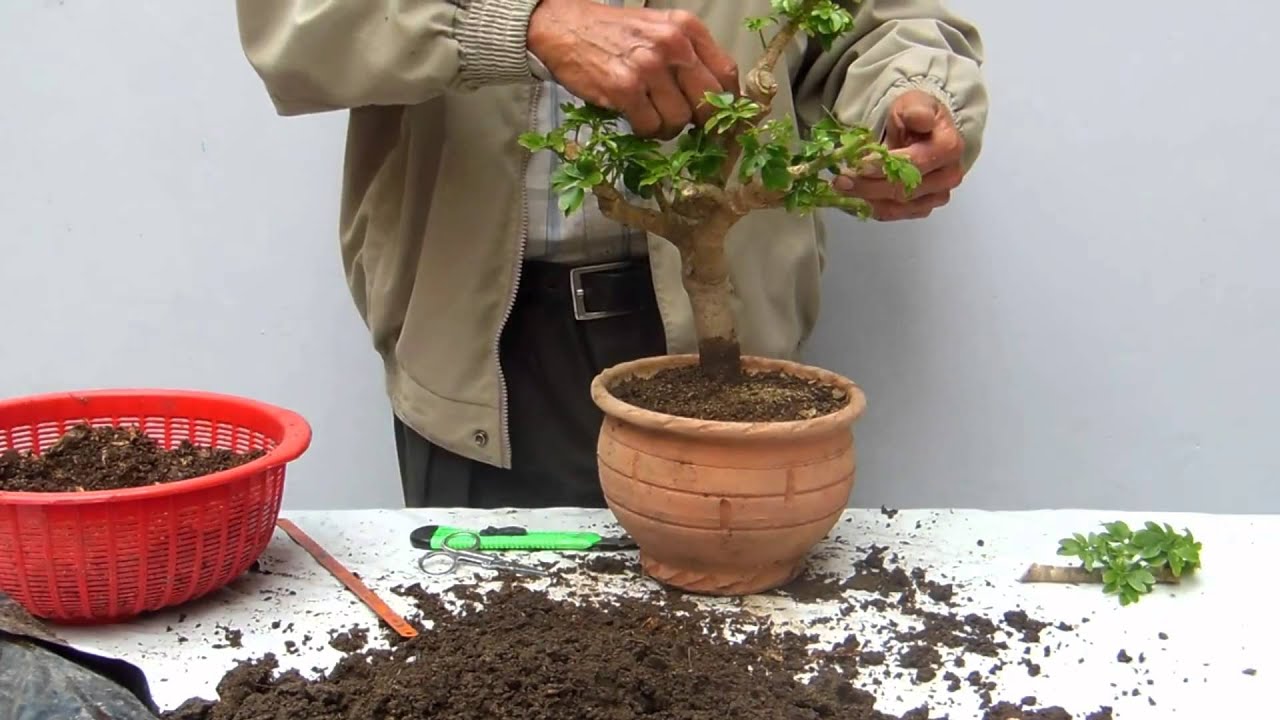 Como hacer un bonsai de Schafflera   2