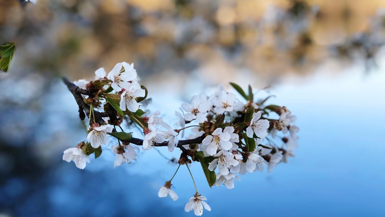 Wivvica - Gef&uuml;hrtes Einstellen - Heilstrom aufnehmen - Vertrauen und Glauben