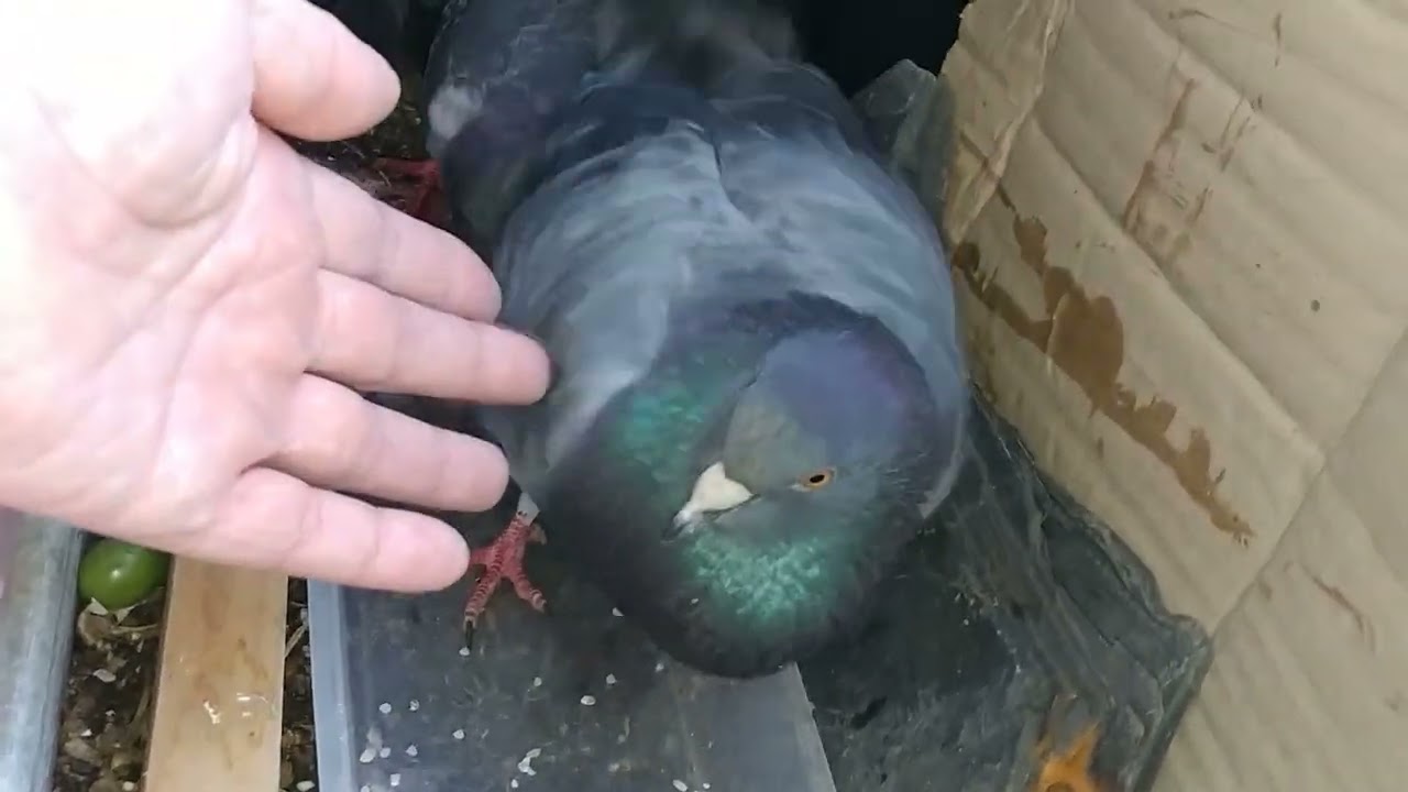 야생 집 비둘기 길들여진 영상