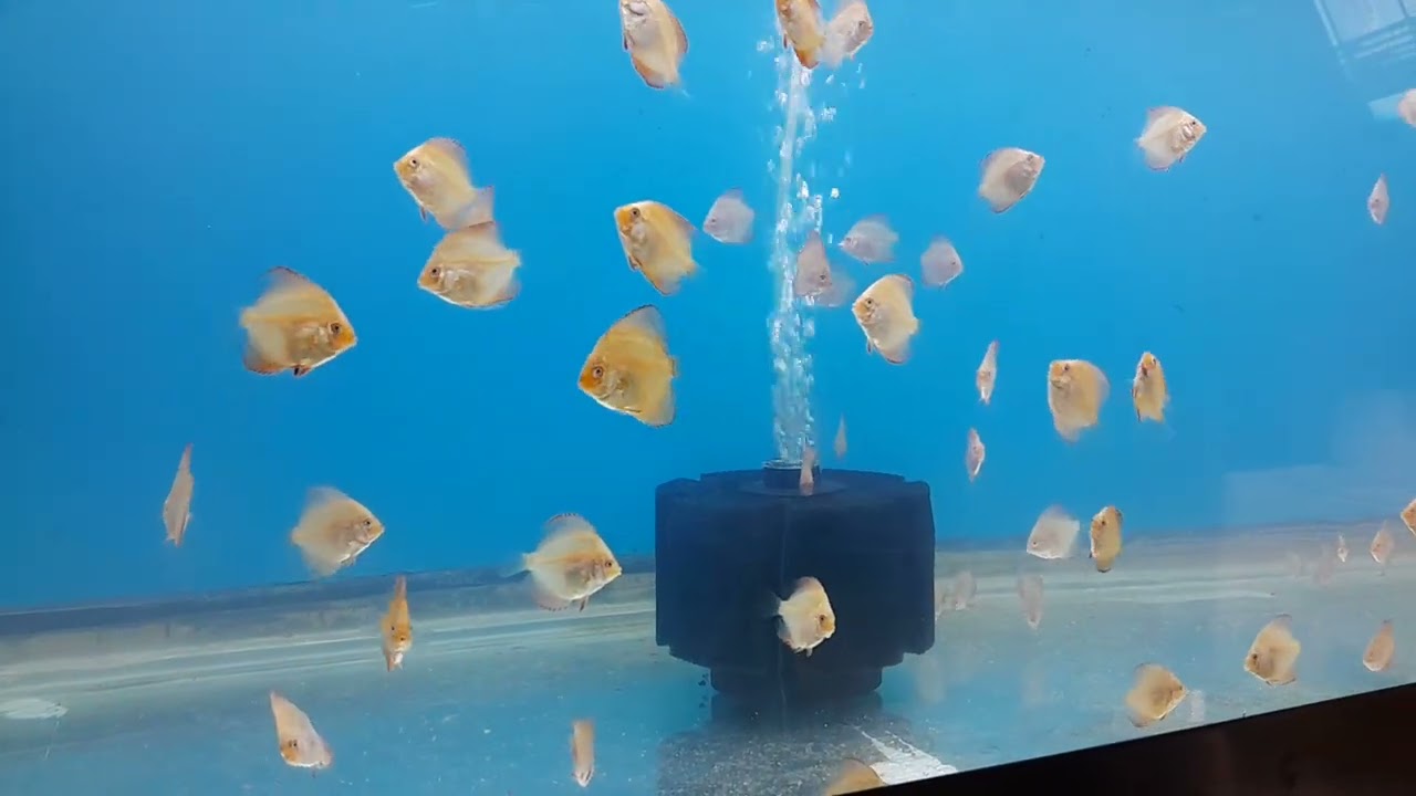 Discus fry 50 days old