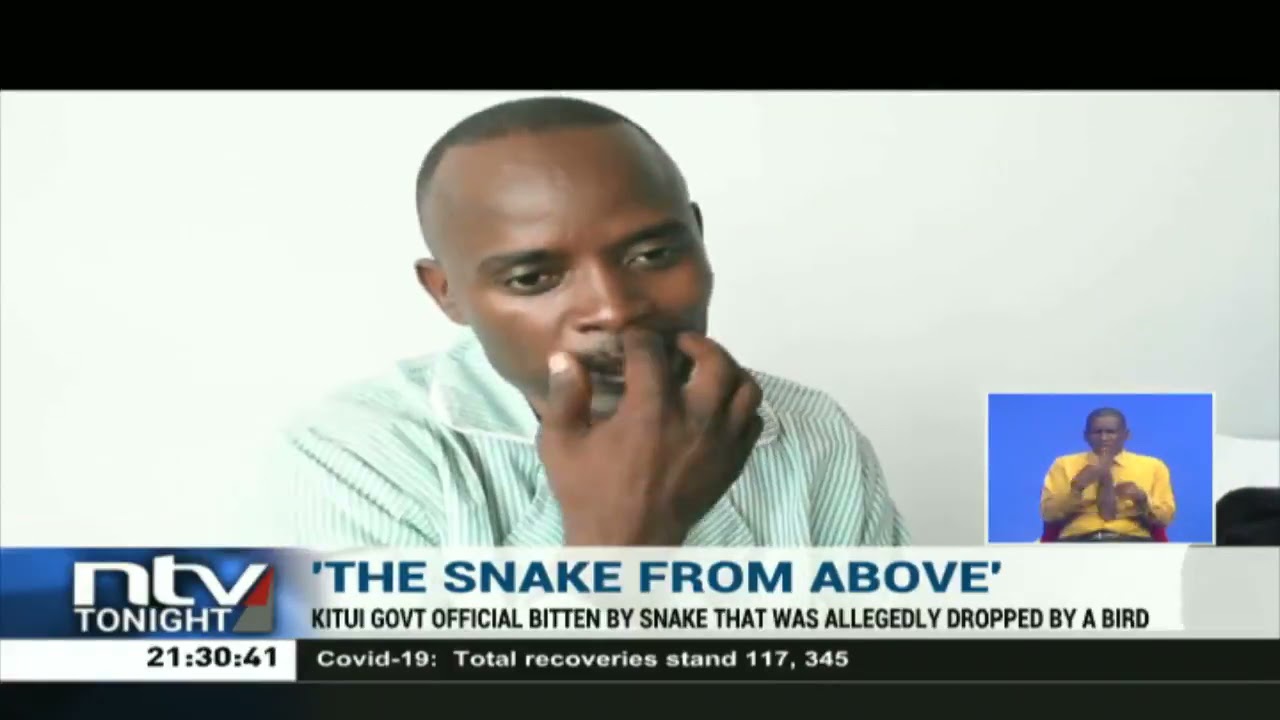 Snake 'drops from the sky', bites driver in Kitui