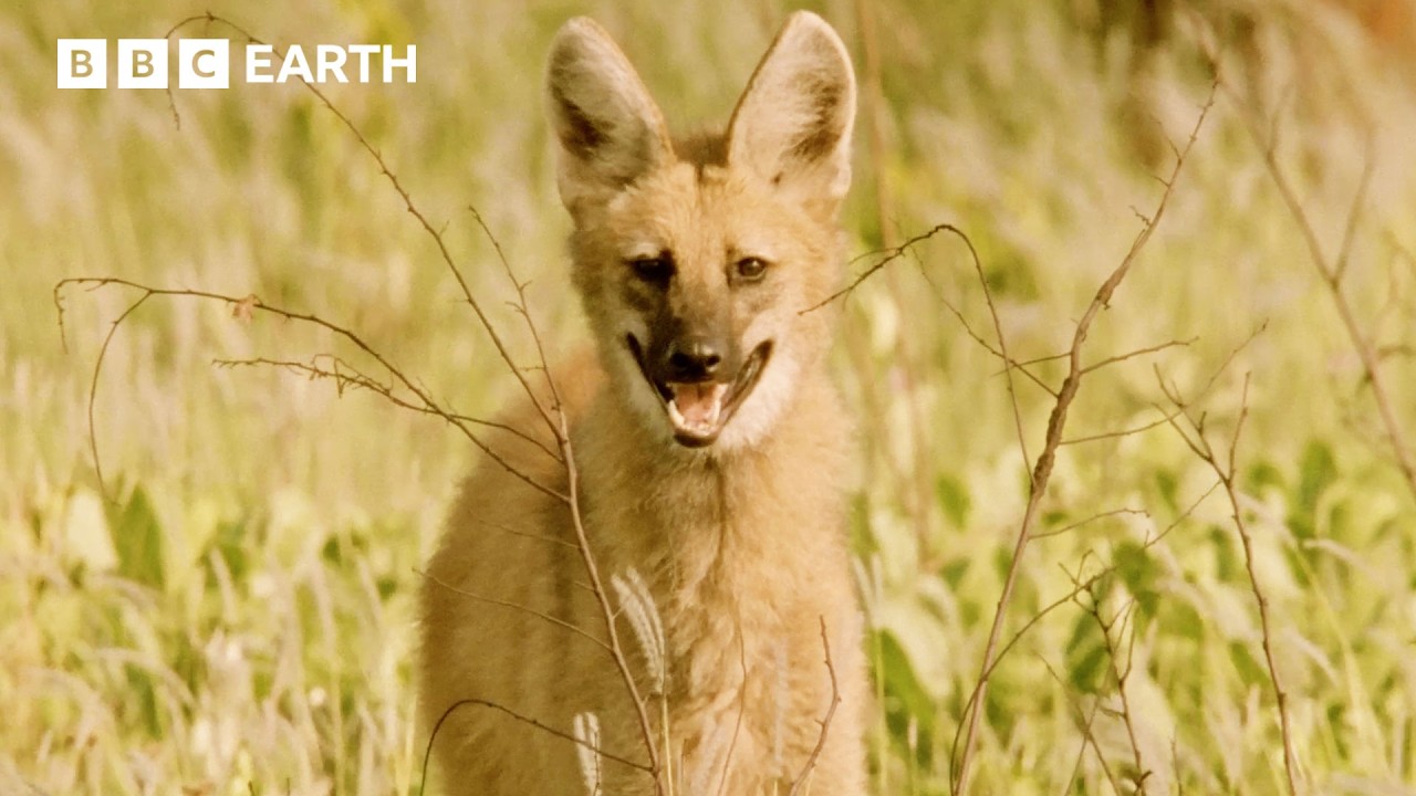 Soothing Animal Sounds of South American Grassland | Animal ASMR | BBC Earth