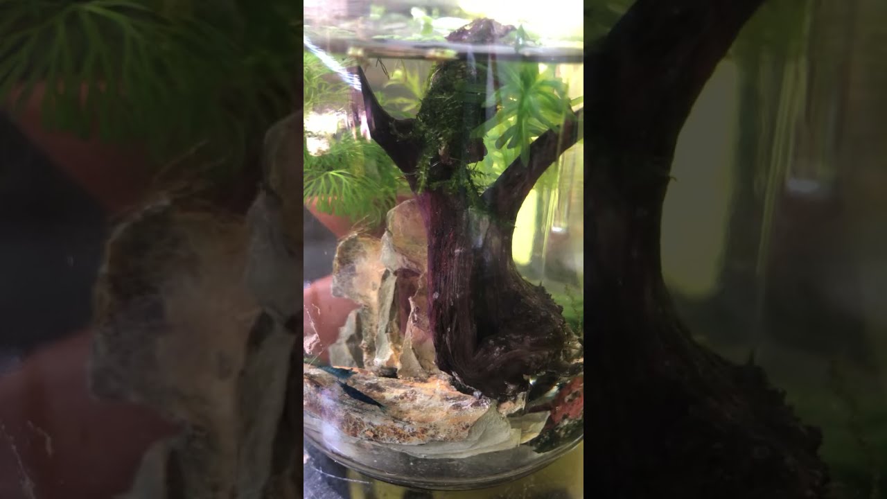 Tiny Shrimp, Big World &ndash; Jar Check-In 🌍🧪