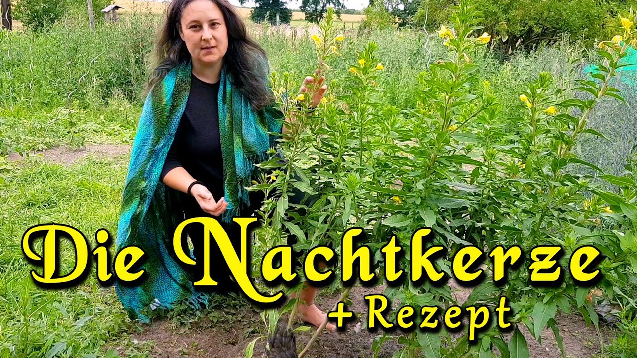 Die Nachtkerze - wertvolle Pflanze für den Garten, Rezept Nachtkerzensamen, Garten-Impressionen