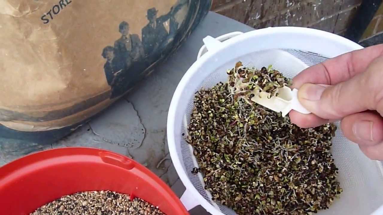 Soak Seed