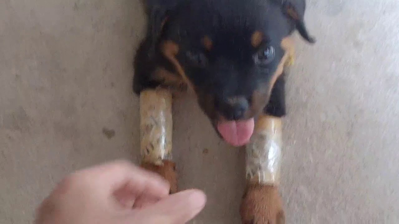 ROTTWEILER PUPPY- KNUCKLING/ LEG BENDING. HELPING HIM WALK AGAIN