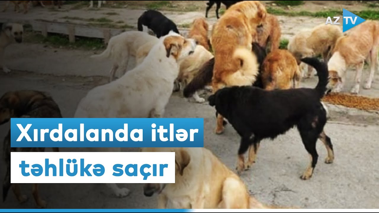 Xırdalanda itlər məktəbə hücum etdi: şəhərdə sürü ilə gəzirlər
