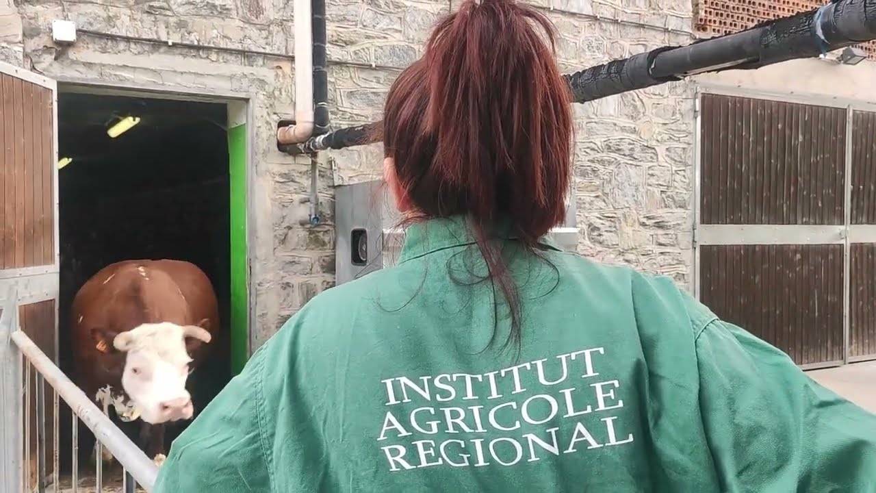 Aosta, prima uscita al pascolo | Montfleury, Institut Agricole Régional  2023