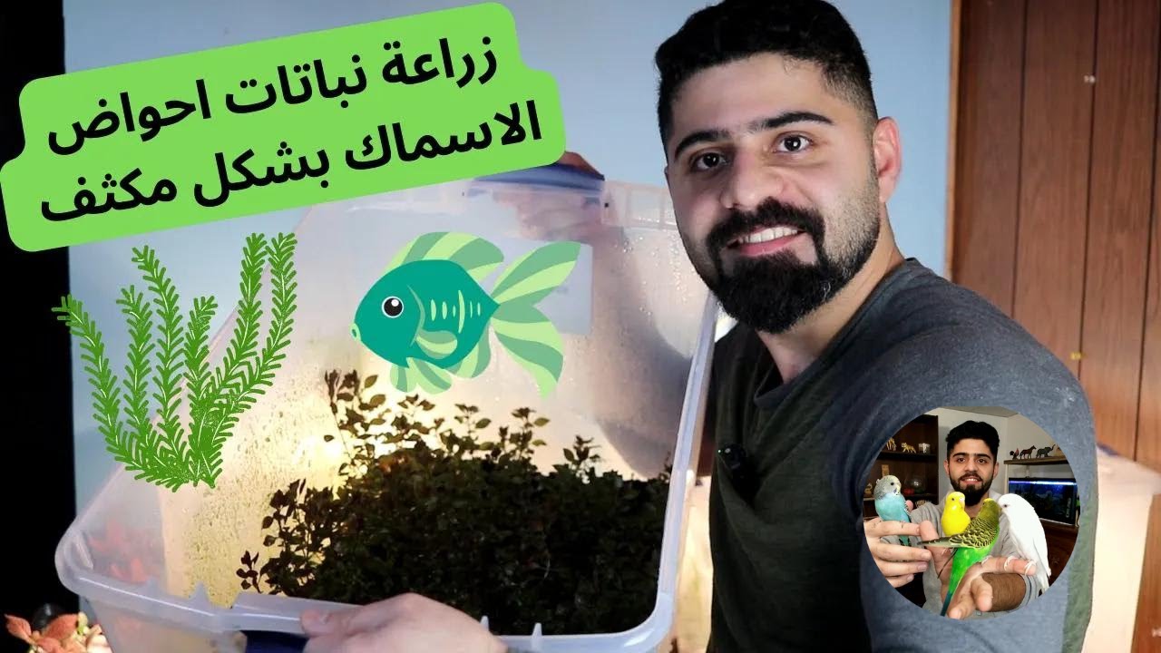 كيفية زراعة نباتات احواض الاسماك بشكل مكثف #منير_ليث