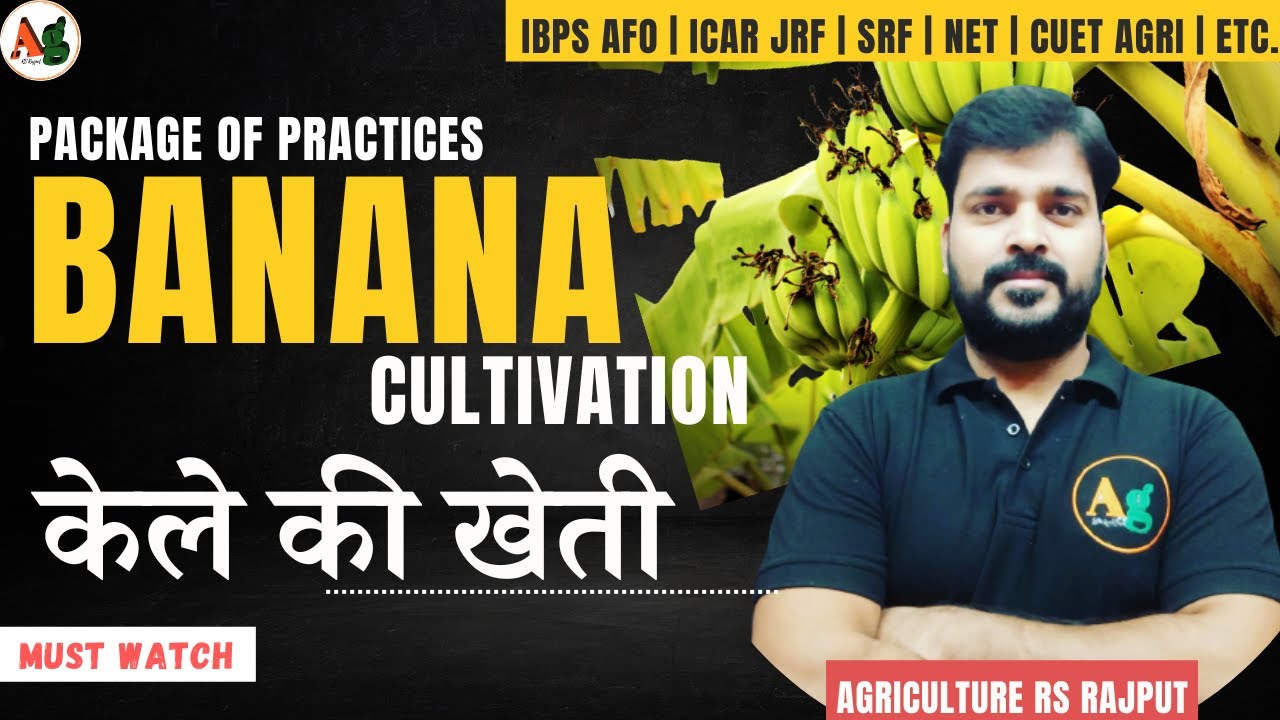 Banana Cultivation | केले की खेती | Banana Farming | Fruit Crop Production | Agriculture RS Rajput