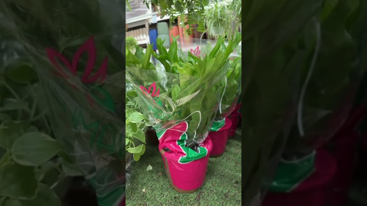 Comprei plantas na Leroy Merlin | Garimpo do Vlad  