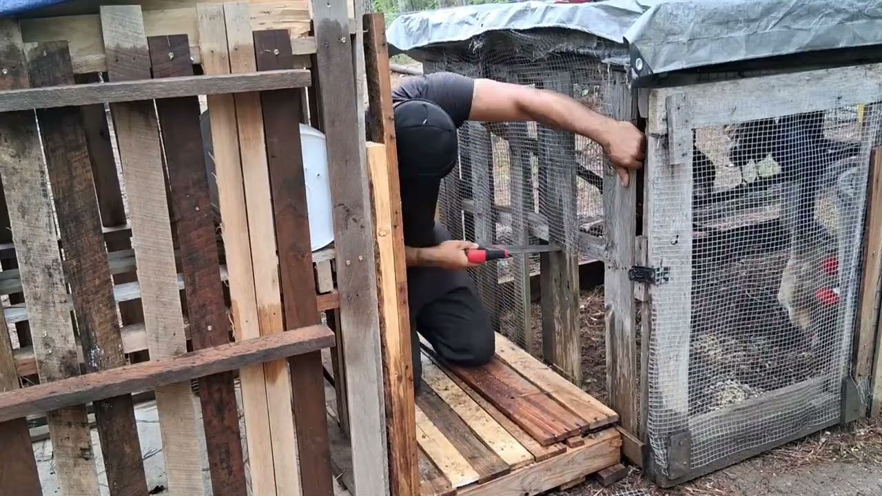 Хроники курятника, часть 3