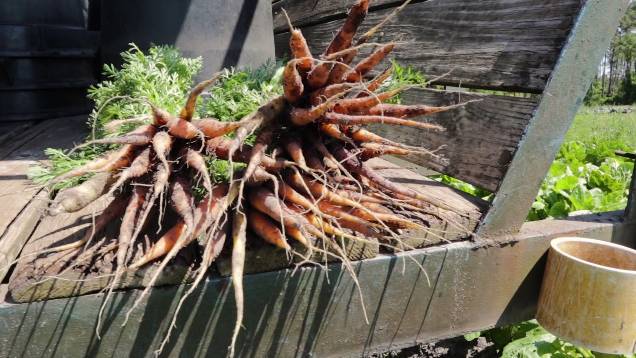 Sustainable Farm Tour - The Barefoot Farmer