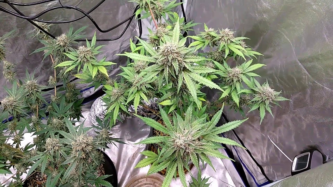 Purple Portal Flush wk 8