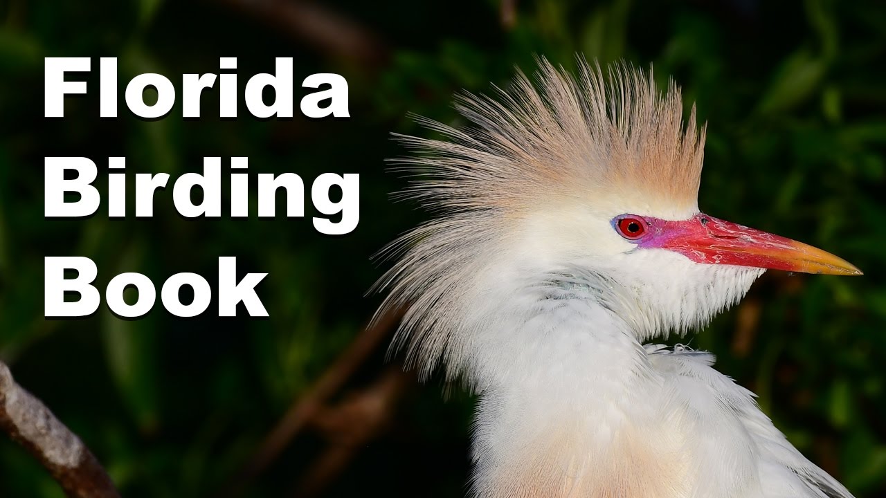 My Book Florida Birding: A Guide to the Best Birding Locations In the Sunshine State