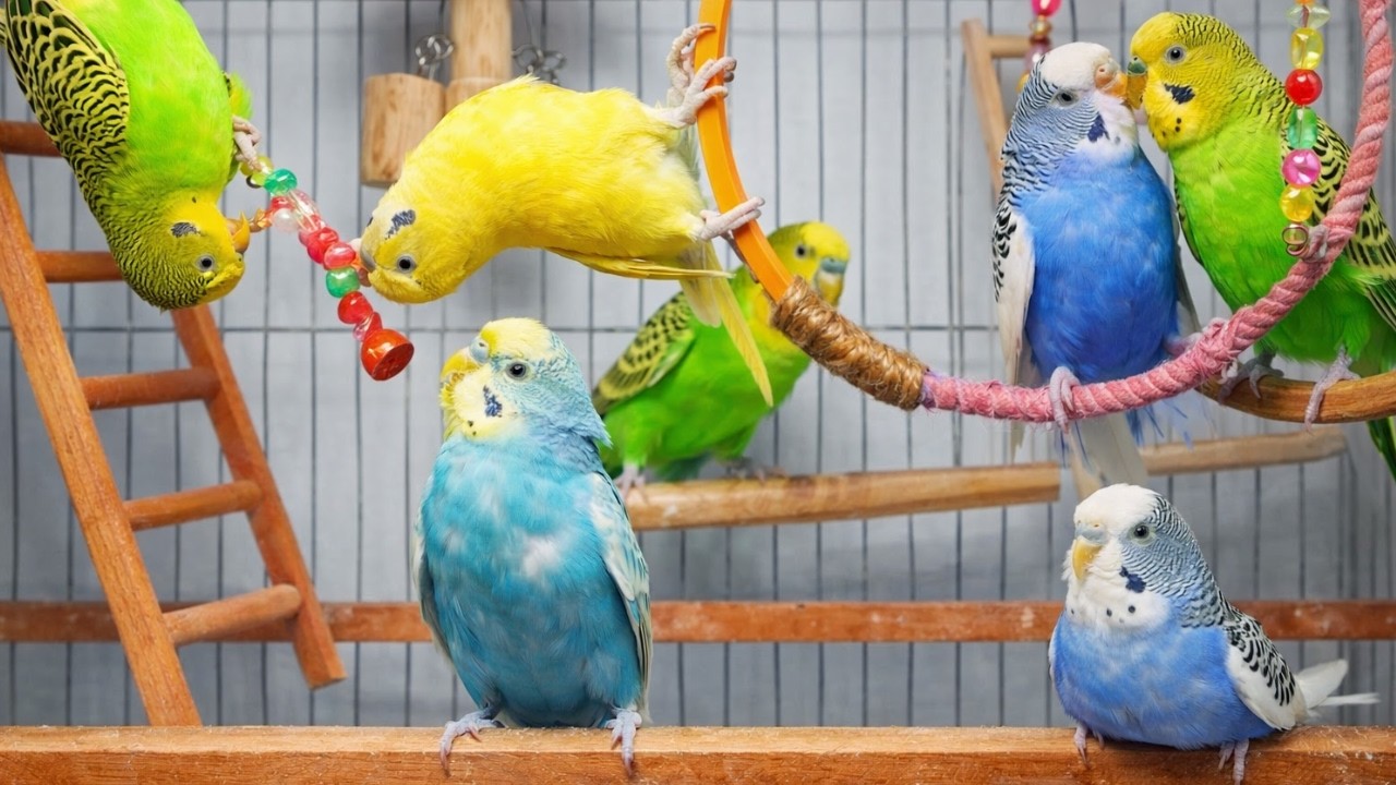 Calm Budgies Birds for Focus & Positive Energy | Relaxing Parakeet Video
