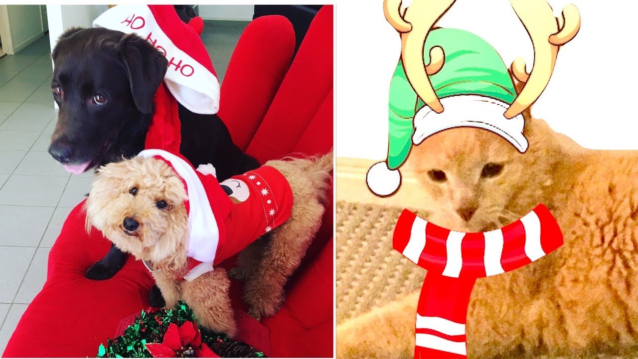 Xmas Dog Cat Walk - DIY Fun & Dog Food by Cooking For Dogs