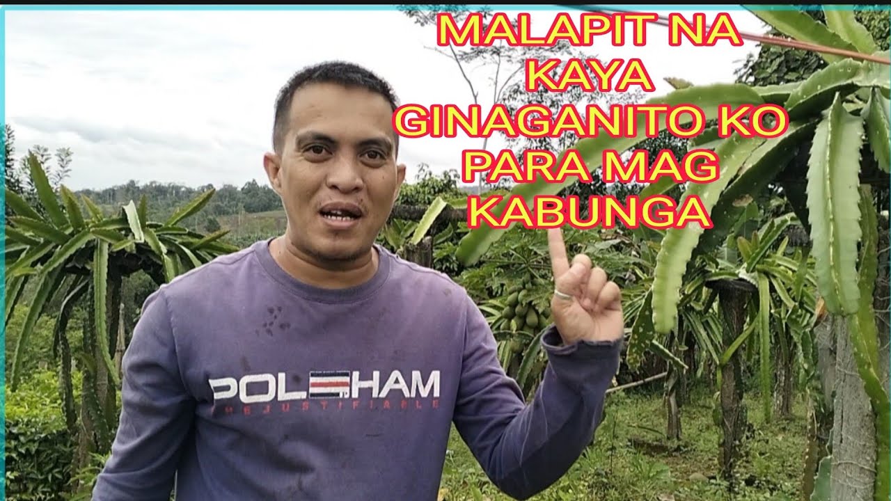 Paparating na ang fruiting season ng dragonfruits.. #farming #fruitingseason 