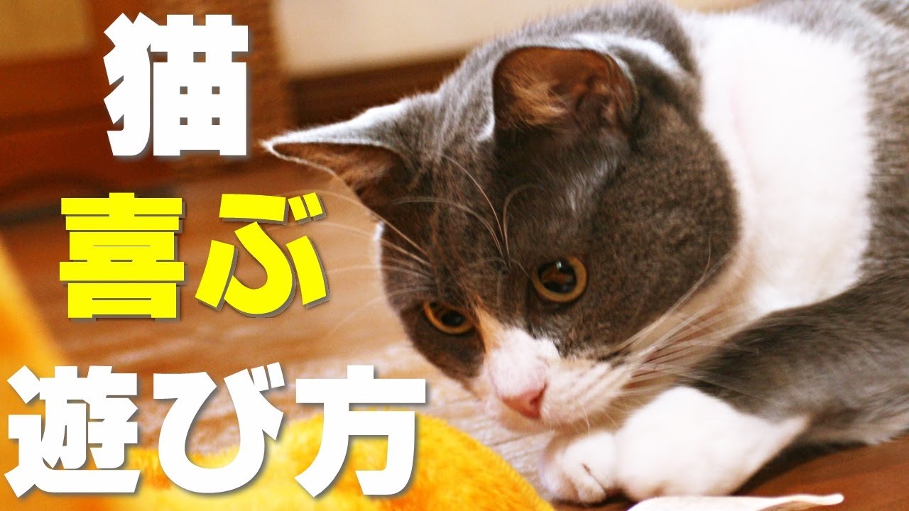 【保護猫】ストレス解消！猫が喜ぶ遊び方のコツ４選！