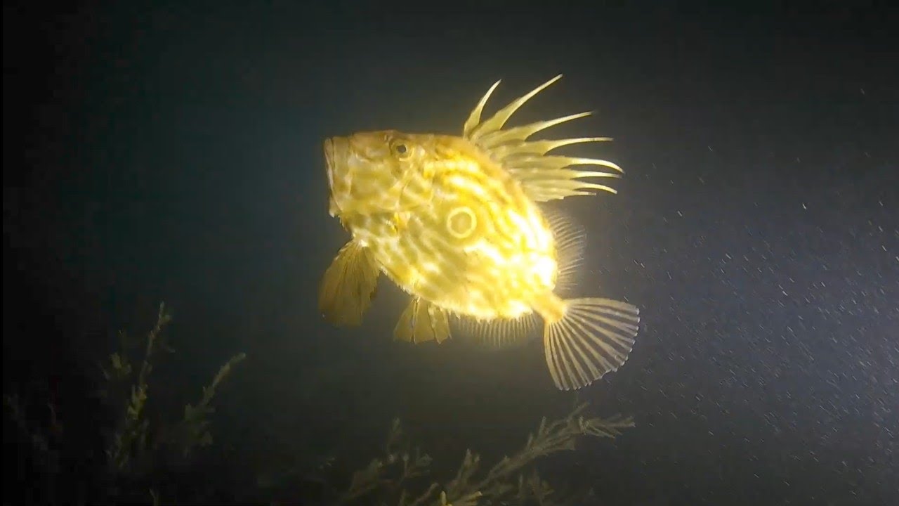 CHESIL COVE NIGHT DIVE 29/7/24
