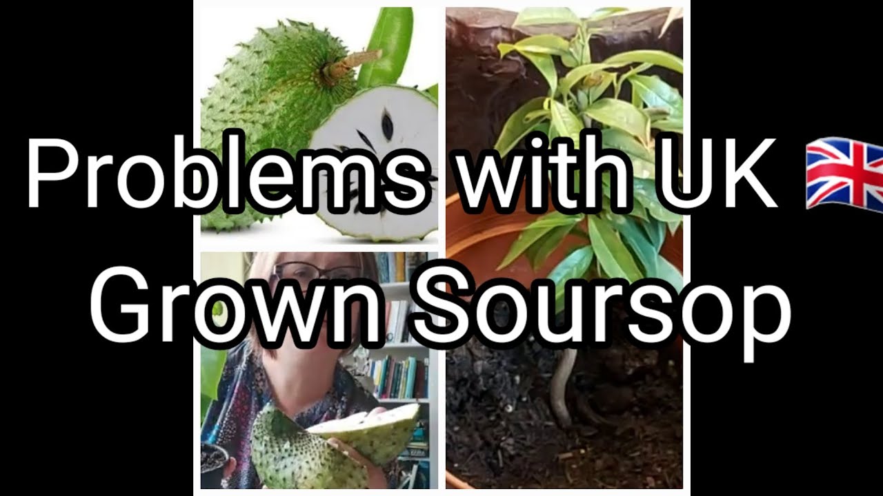 Problems with UK 🇬🇧 Grown Soursop