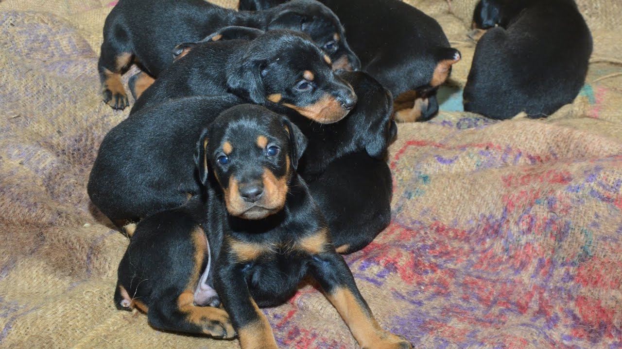 Doberman puppy's available #dog #doberman #puppy #pets #puppies #dobermanpinscher