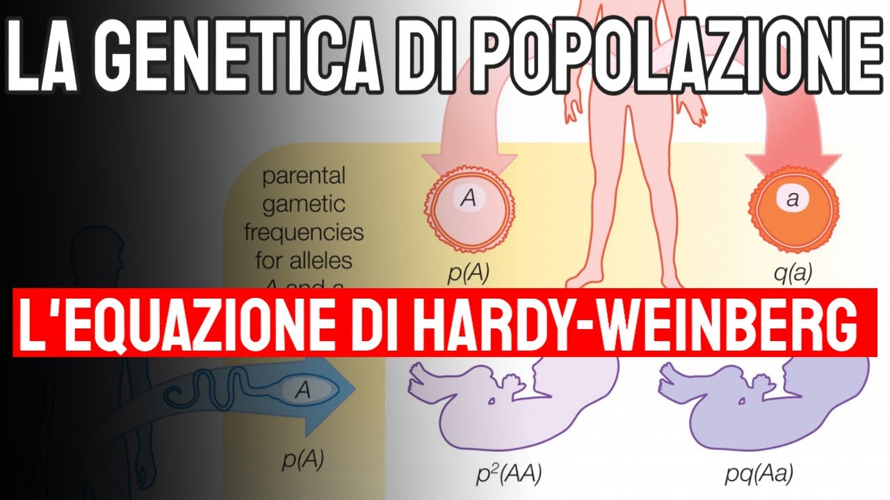 La genetica di popolazione: l'equazione di Hardy-Weinberg