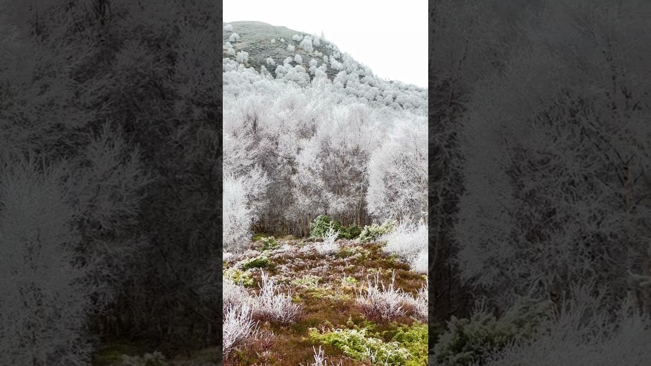 Sub-zero winter temperatures cause hoar frost to form freezing trees around Braemar Scotland #shorts