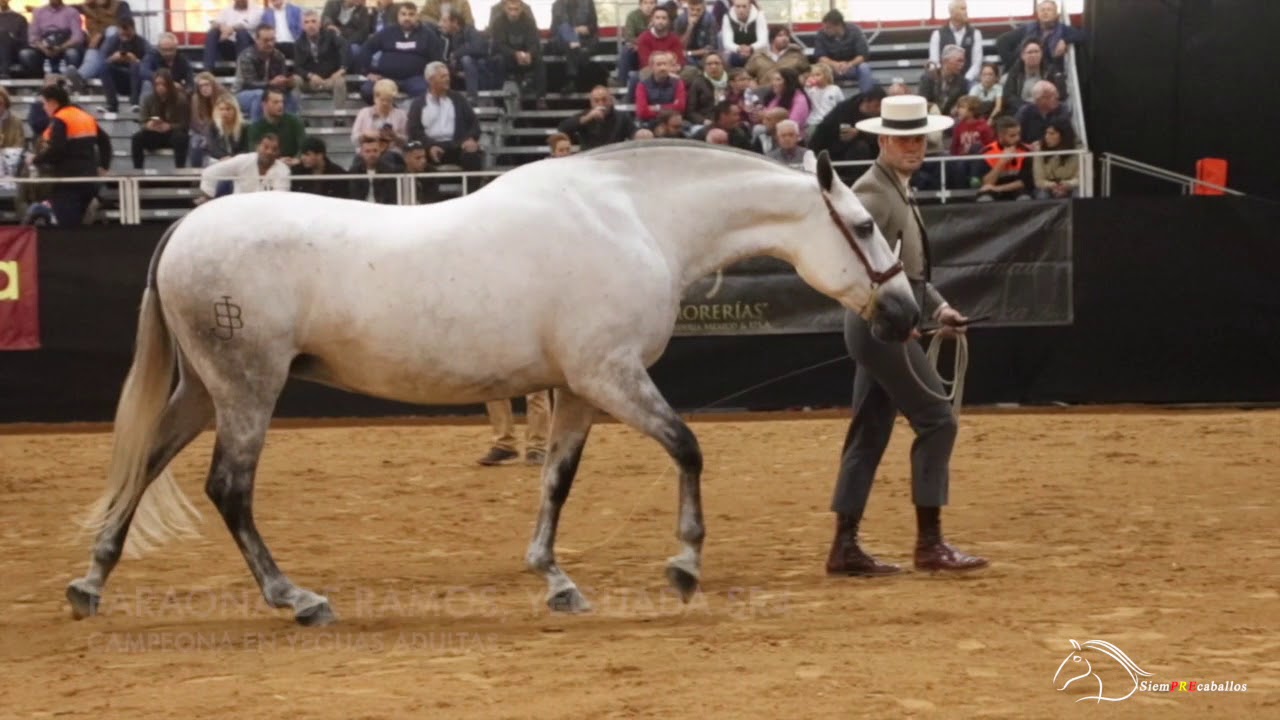 CONCAB 2018, CAMPEONATO DE ANDALUCIA 2018 DE CABALLOS PRE