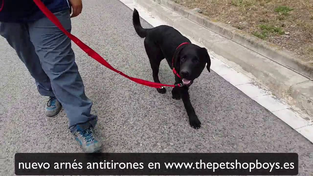 arnes antitirones para perros