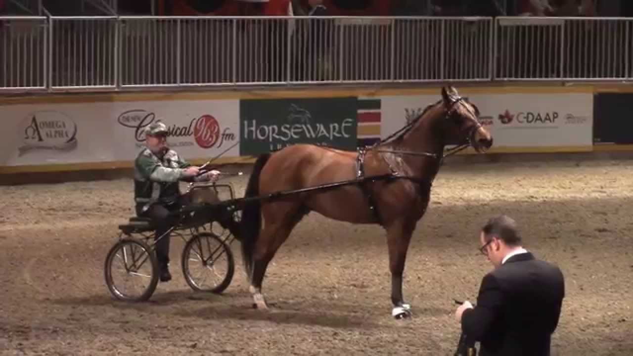 2014 Royal Agricultural Winter Fair Roadster To Bike Championship & Open Hackney Pony