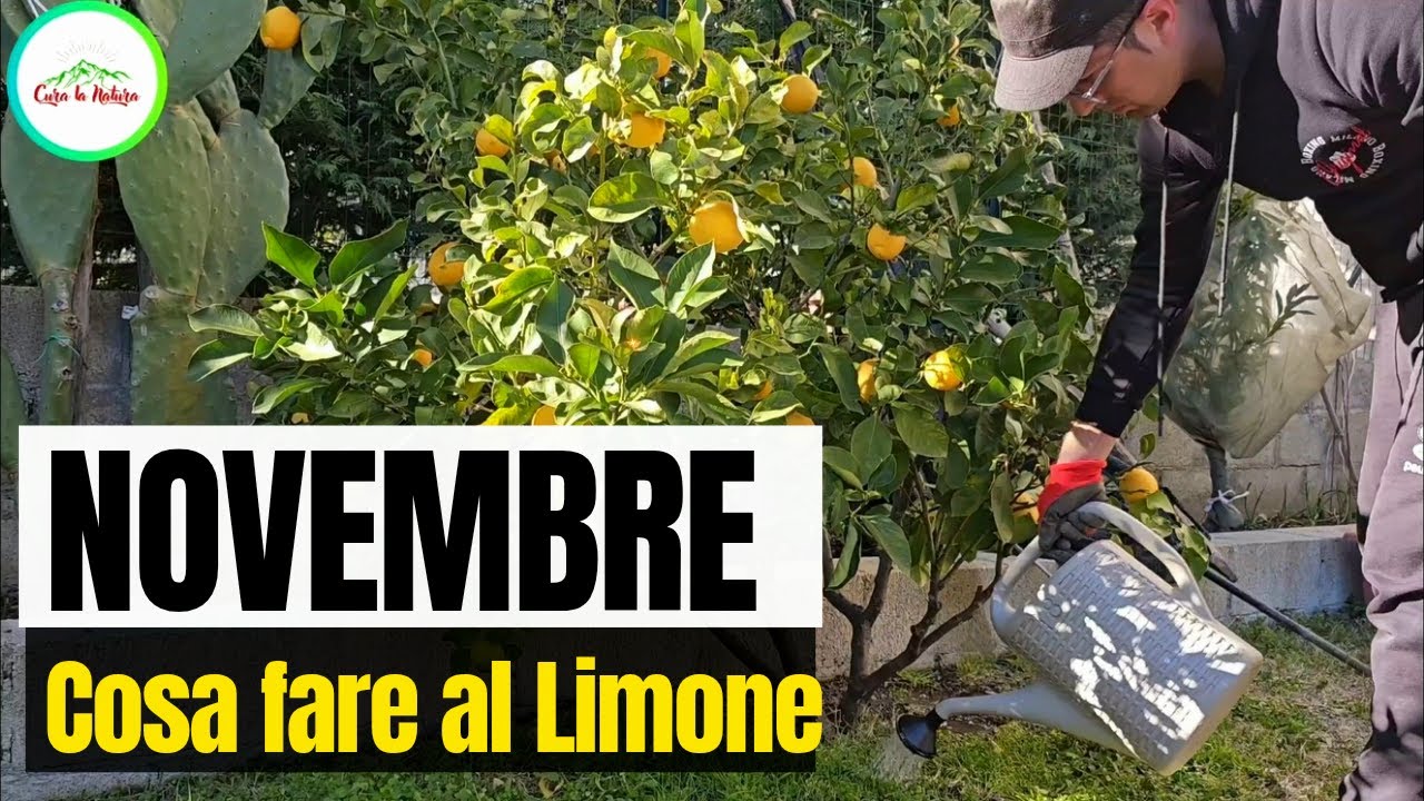 NOVEMBRE - LIMONE E AGRUMI - COSA FARE ALLA PIANTA IN QUESTO MESE?
