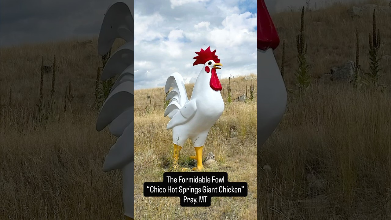 The Formidable Fowl 🐔 Chico Hot Springs Giant Chicken vs Ash - Pray, Montana