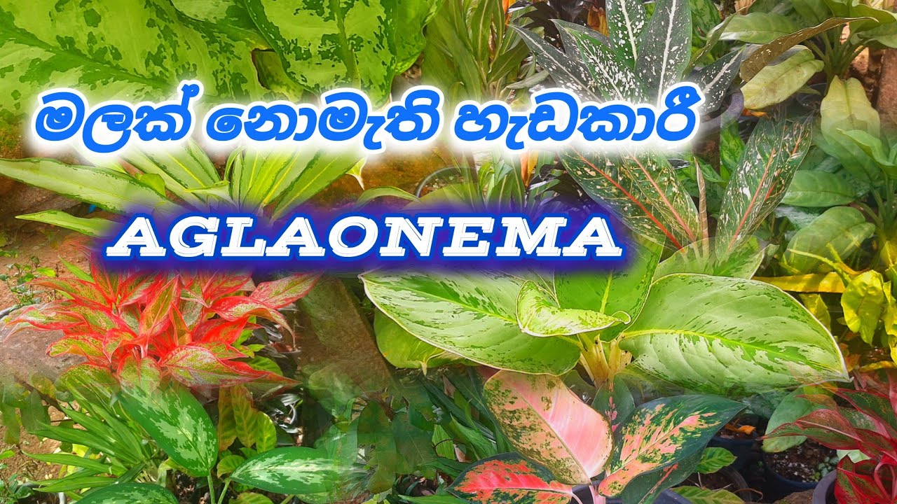 ඇග්ලොනිමා 🍃🌱 / Best Aglaonema varieties #indoorplants #aglaonema #aglaonemacollections #gardenplants