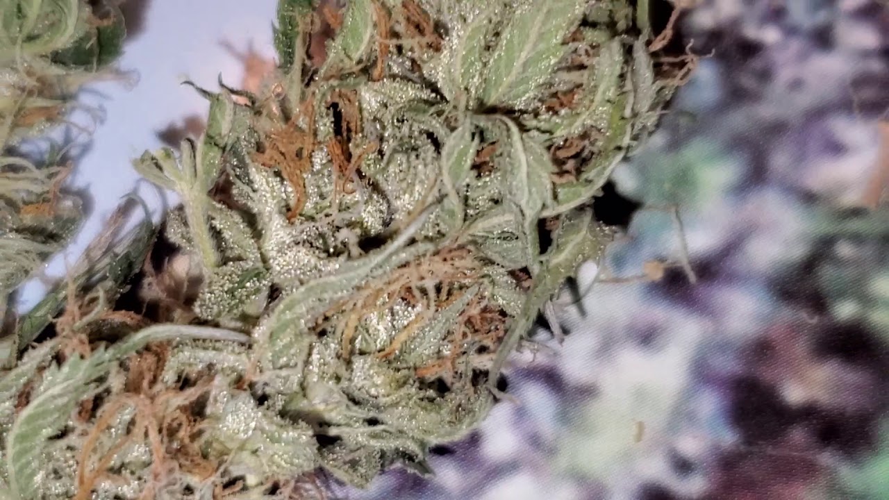 Hermie Weed Plant , 5 Weeks into Flower BUD 🌼 REVIEW (GROWROOM) TV 420 📺