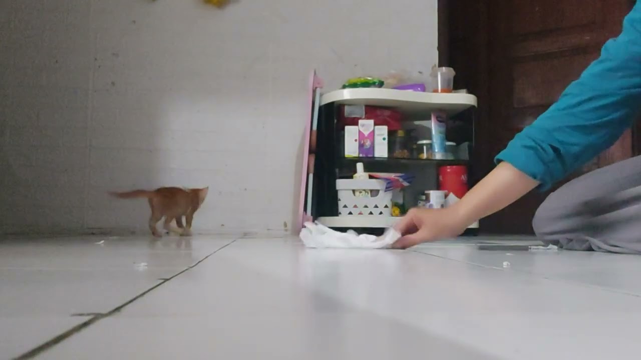 Mari bermain bersama Oyen