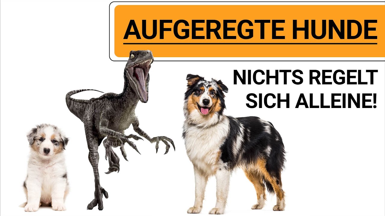🐶 Hundeerziehung - Aufgeregte Hunde Hunderassen ➡️ Nichts regelt sich alleine! 🐶✔️