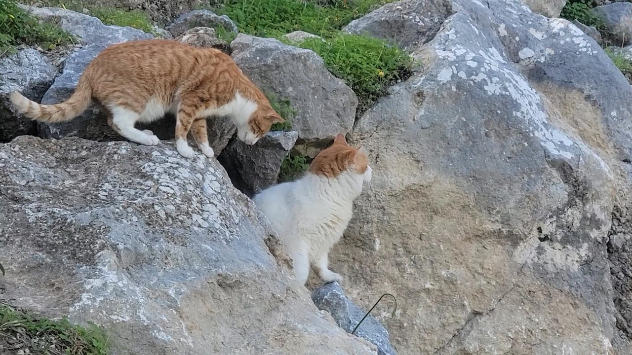 Blind Cats Join a Mountain Walk  Pt 3-The ramblers move into top gear 🙏