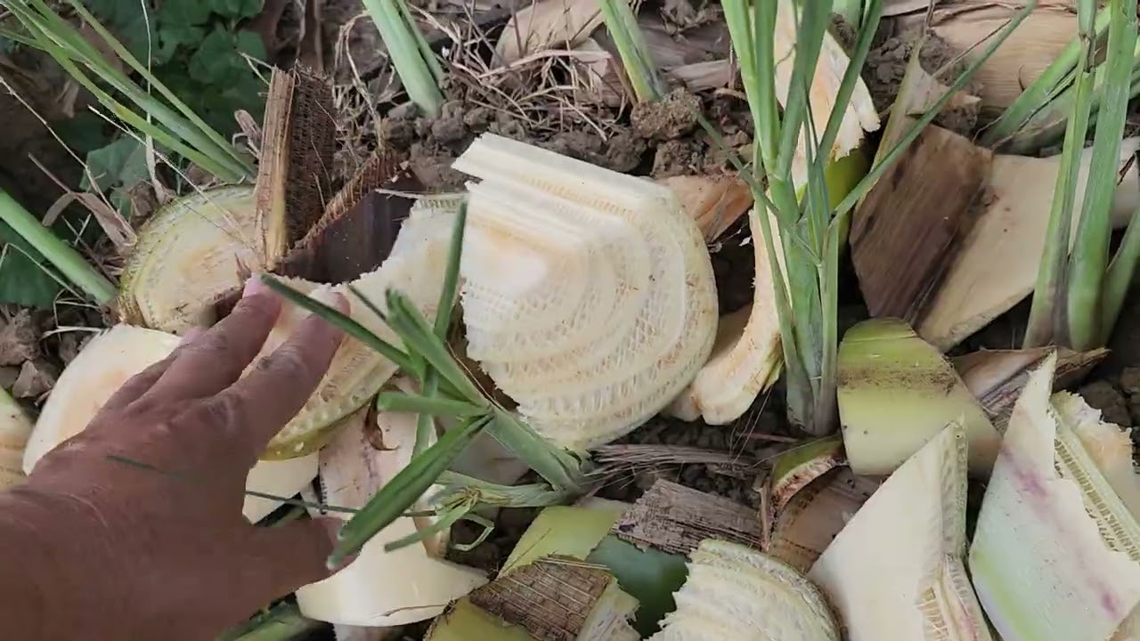 ដាំទៀតហើយកុំអោយវាអត់ពេក