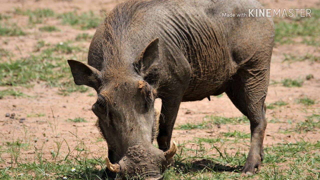 เลี้ยงหมูป่าสายพันธุ์แท้,บางเรื่องคุณอาจจะยังไม่รู้,ดูคลิปนี้เลยจ้า