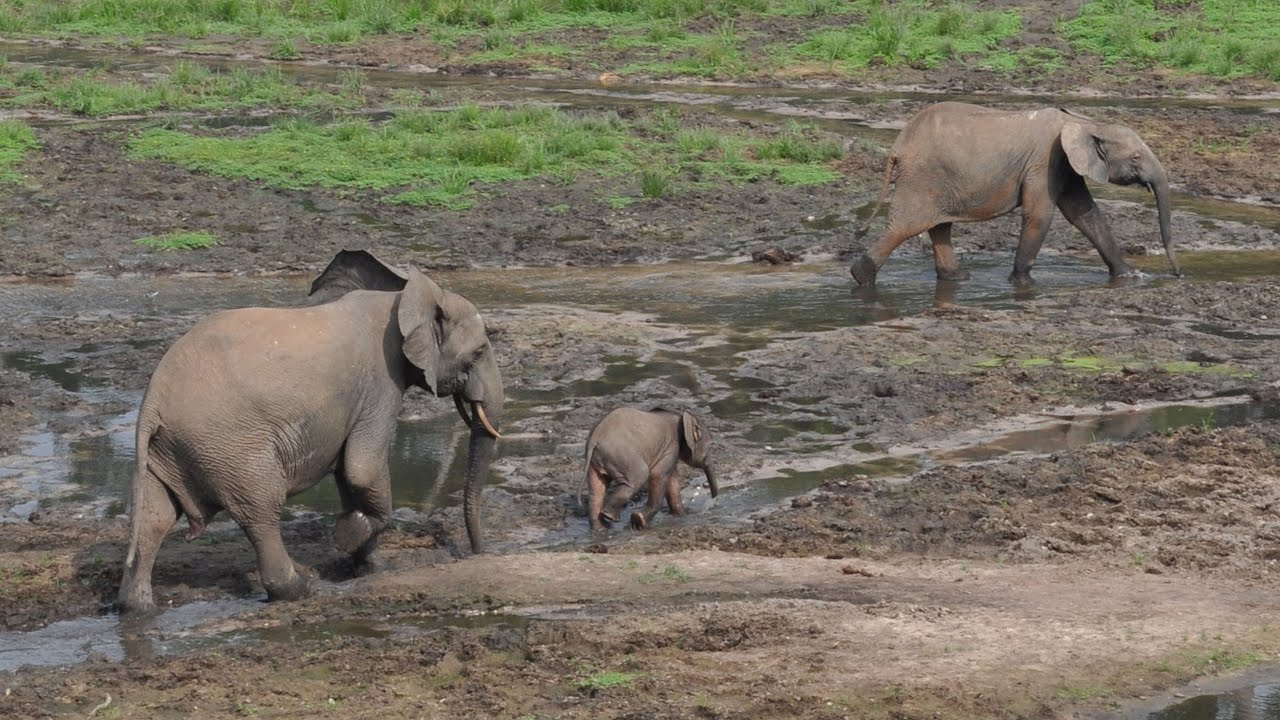 Central African Republic - Elephants in Dzanga-Sangha