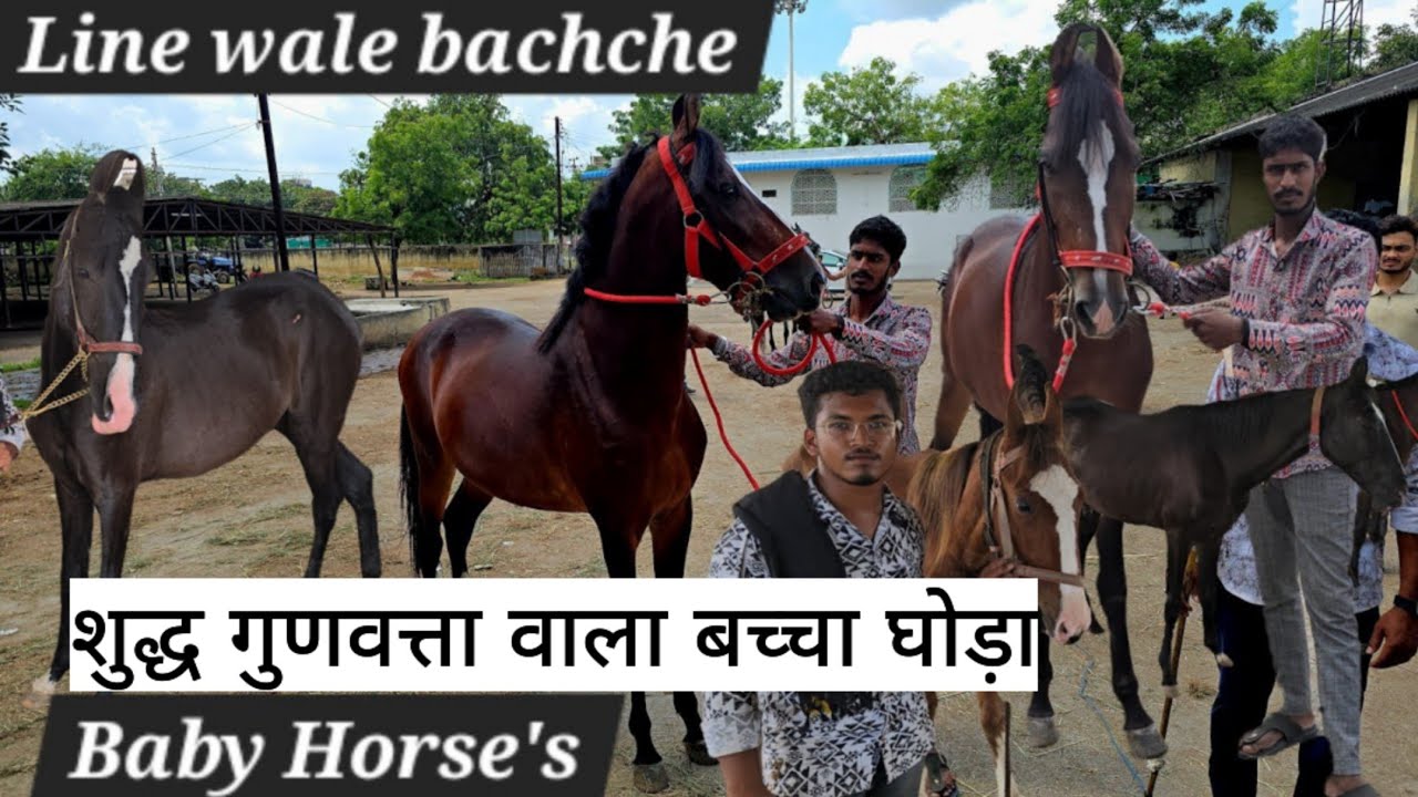 Line wale ghode | baby horse market in Aurangabad chawni bazar | marwadi colt bachere in Aurangabad 