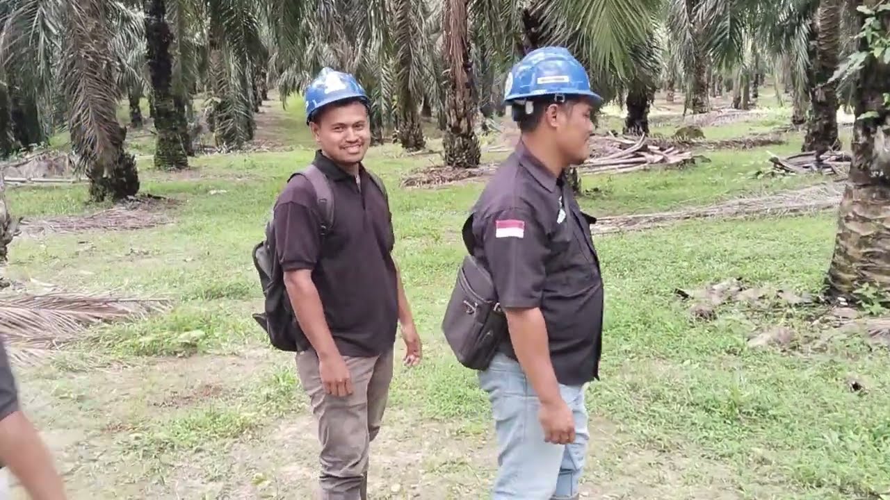 Bahaya ada jamur mematikan baru kontrol //Inspeksi ancak gass poll 25