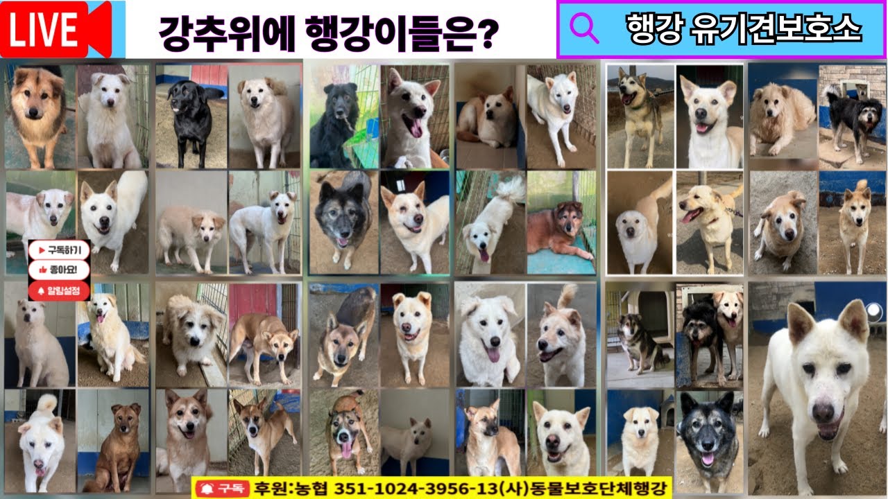 2026.01.21.강추위에 행강이들. #밥묵자 #입양홍보방송 #행강유기견보호소 #행강유기동물입양센터