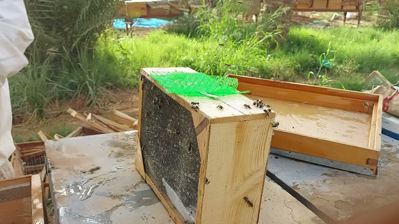 مشاكل المرزوم عند التنزيل في الخلايا يجب عليك ان تاخذ الحيطه والحذر نجاح المشروع