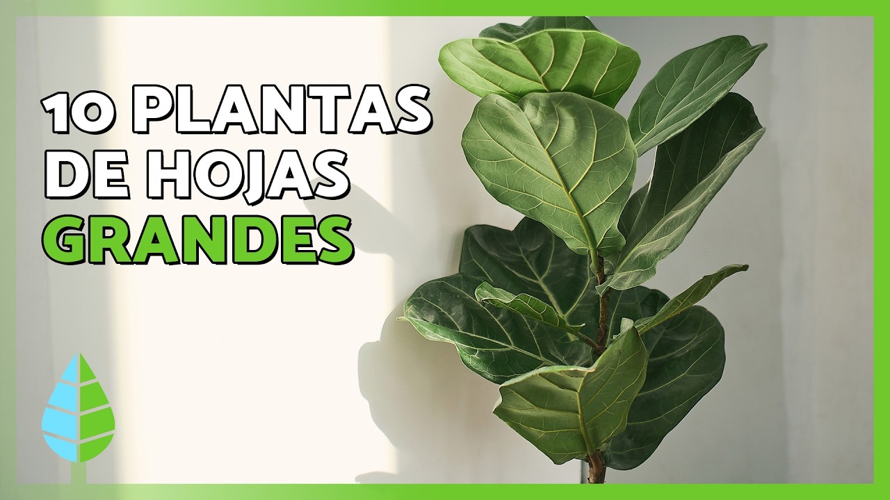 Estas 10 PLANTAS de HOJAS VERDES y GRANDES llenan tu casa de paz 🪴💚 ¡Y no te dan trabajo!