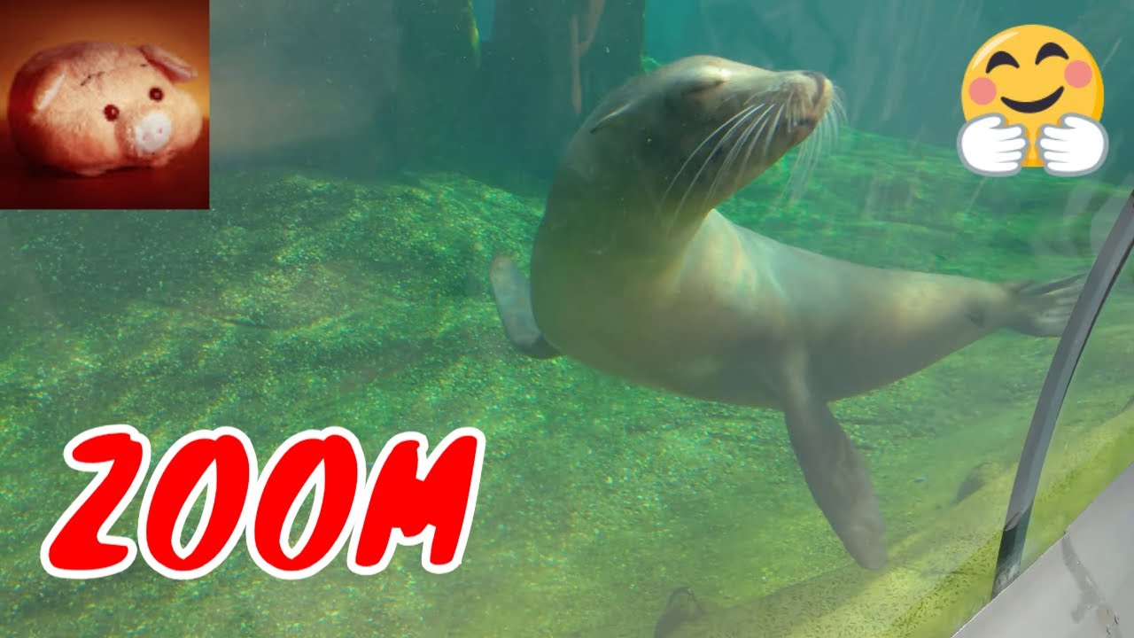🦝 ЛЕГЕНДАРНЫЙ ЗООПАРК ГЕЛЬЗЕНКИРХЕНА: ZOOM ERLEBNISWELT