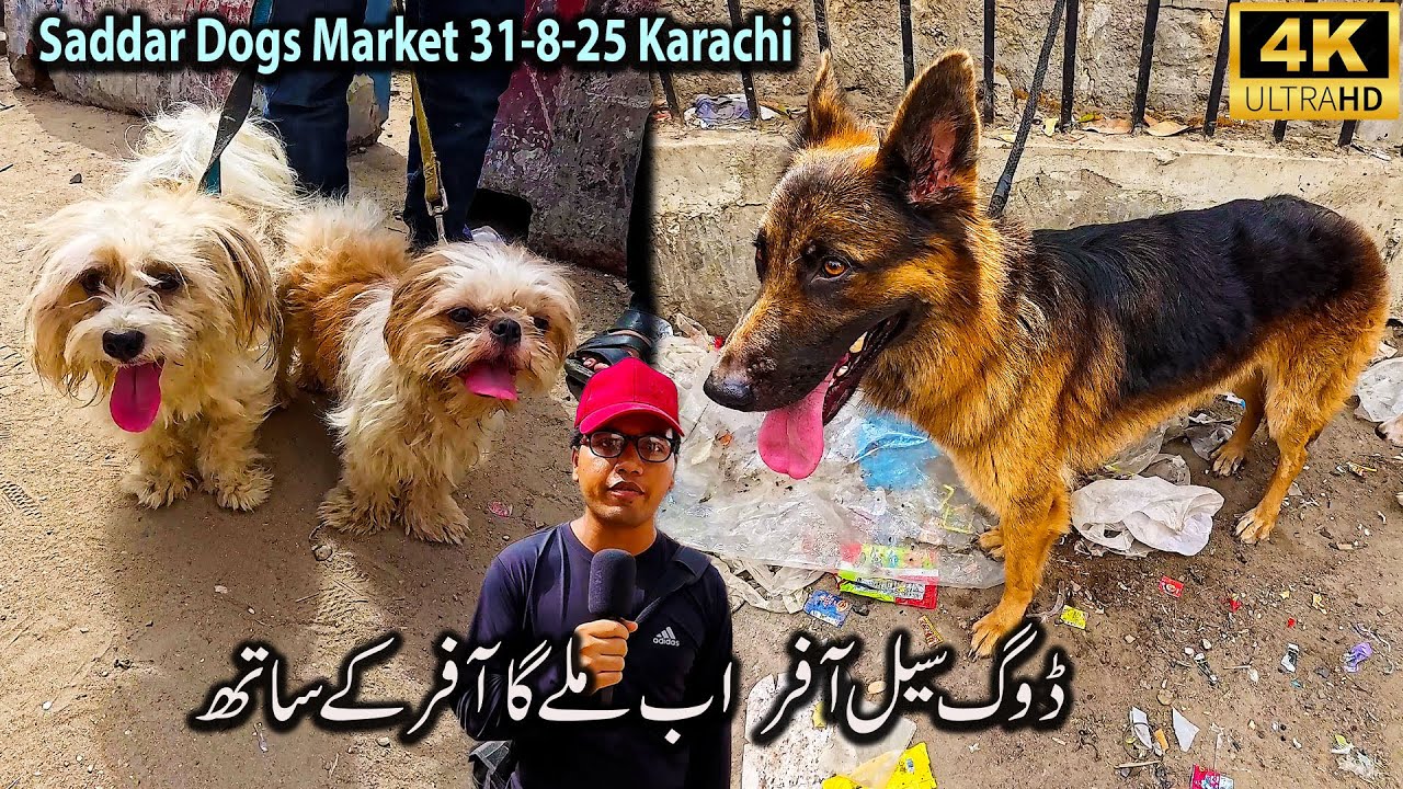 Saddar Exotic Dogs Market 31-8-25 Karachi | American Pit Bull Terrier Poodle Dogs Labrador Retriever