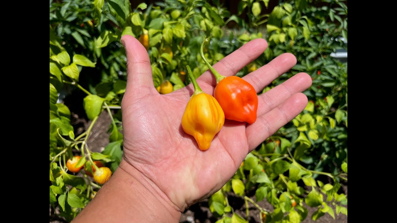 What's That Pepper Ep136 - Tangerine Tiger
